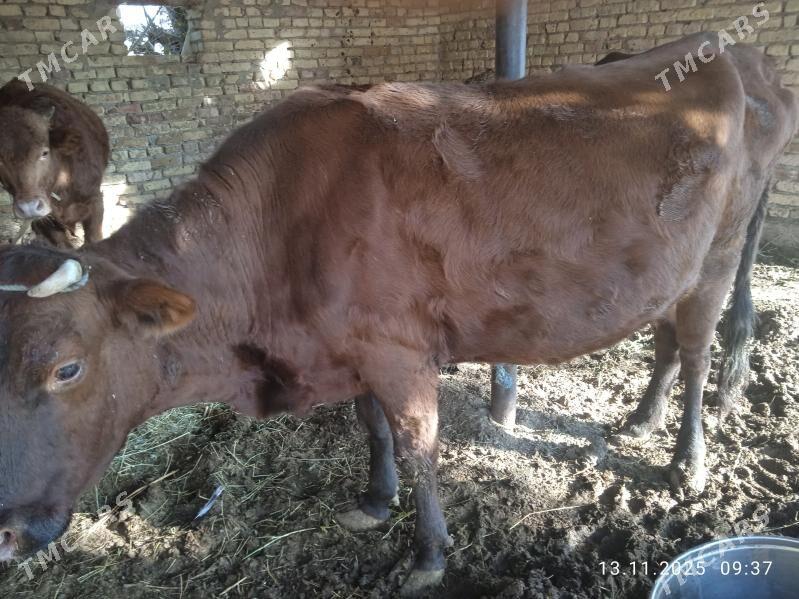 Sygyr - Дянев - img 5