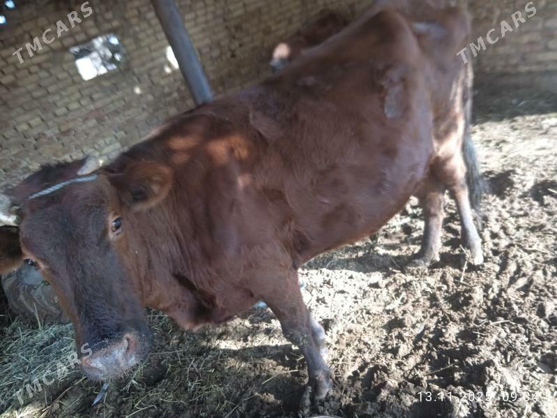 Sygyr - Дянев - img 3