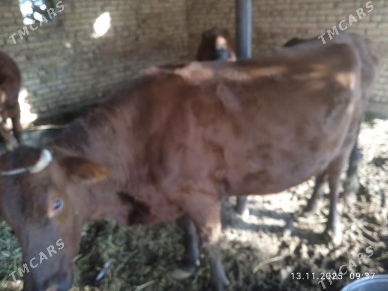 Sygyr - Дянев - img 4