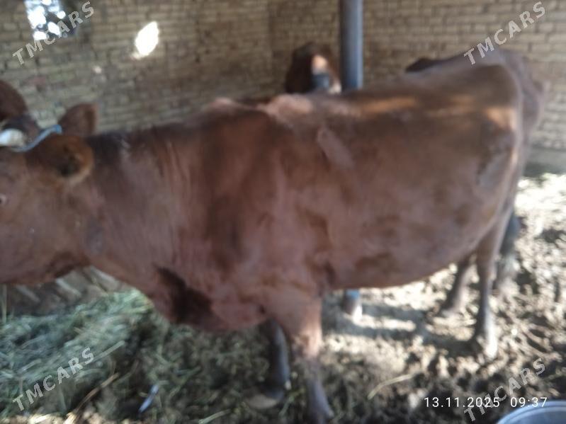 Sygyr - Дянев - img 2