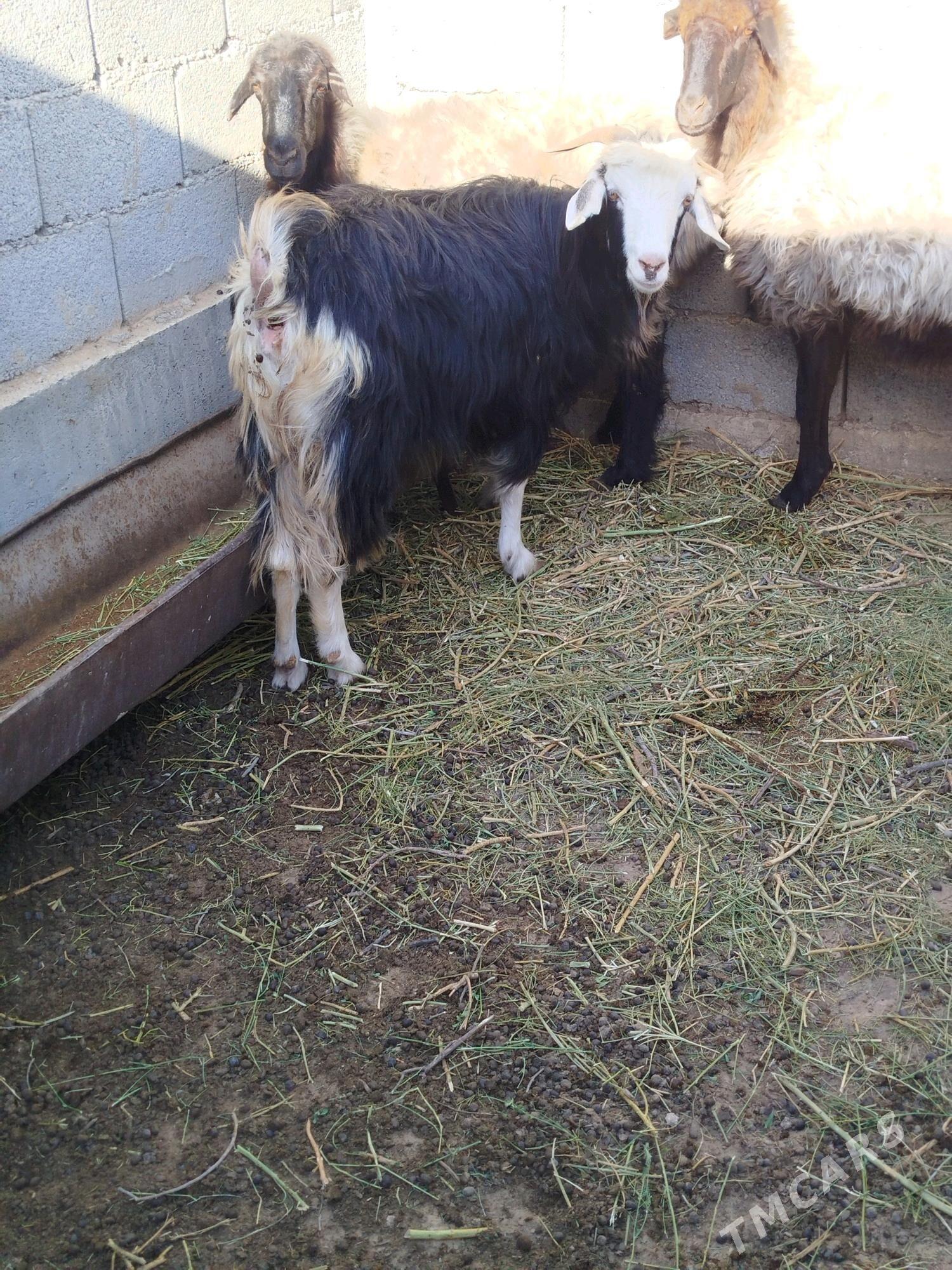 geci - Яшлык - img 2