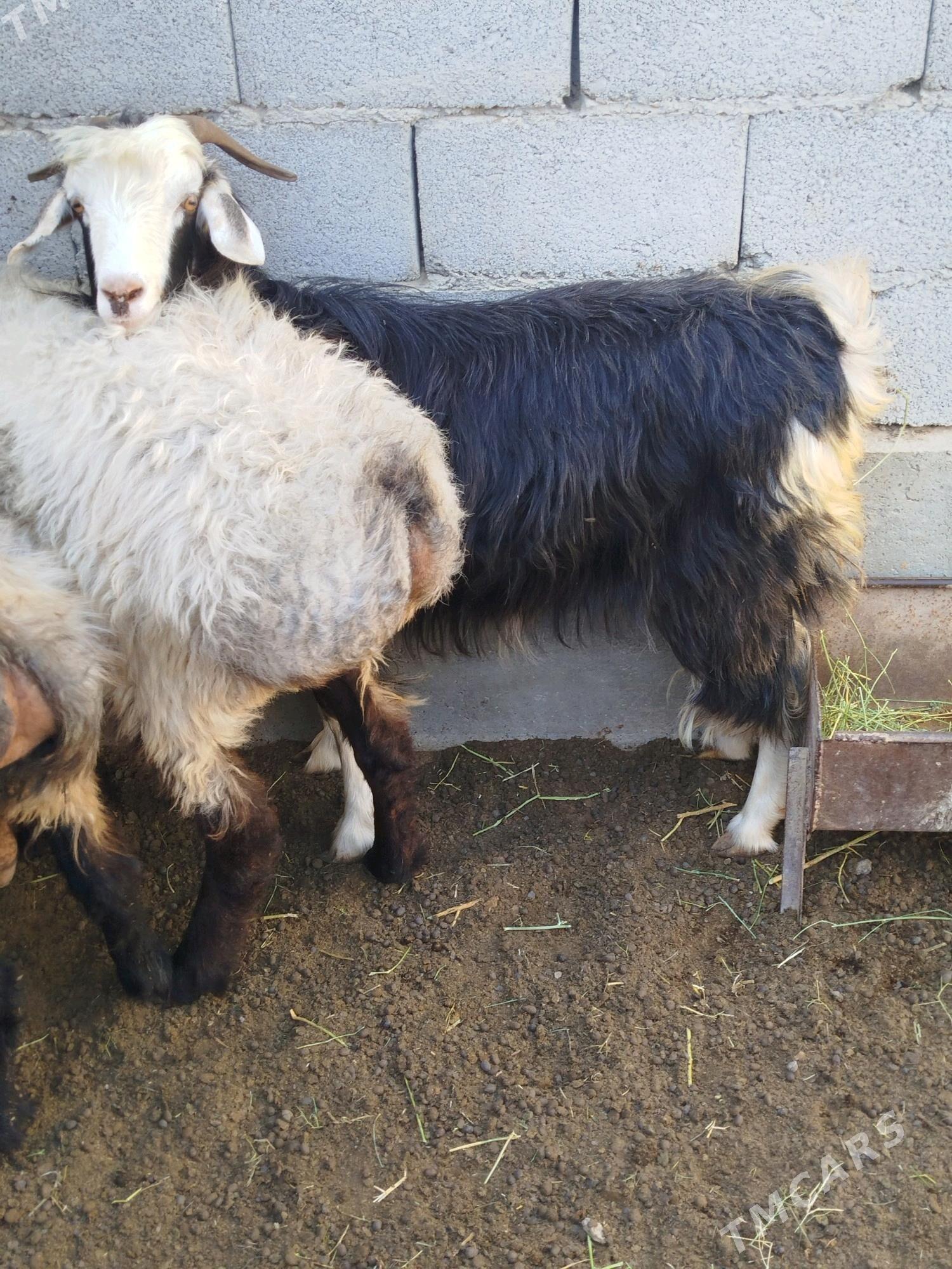 geci - Яшлык - img 3