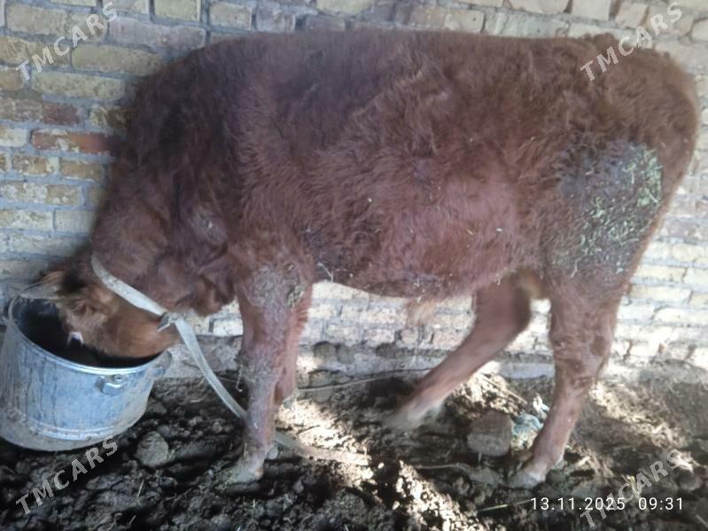 Öküz - Дянев - img 3