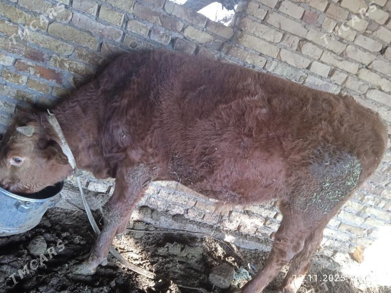 Öküz - Дянев - img 2