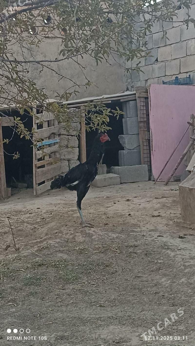 tasgent - Ашхабад - img 3