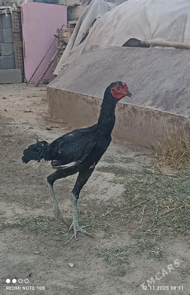 tasgent - Ашхабад - img 2