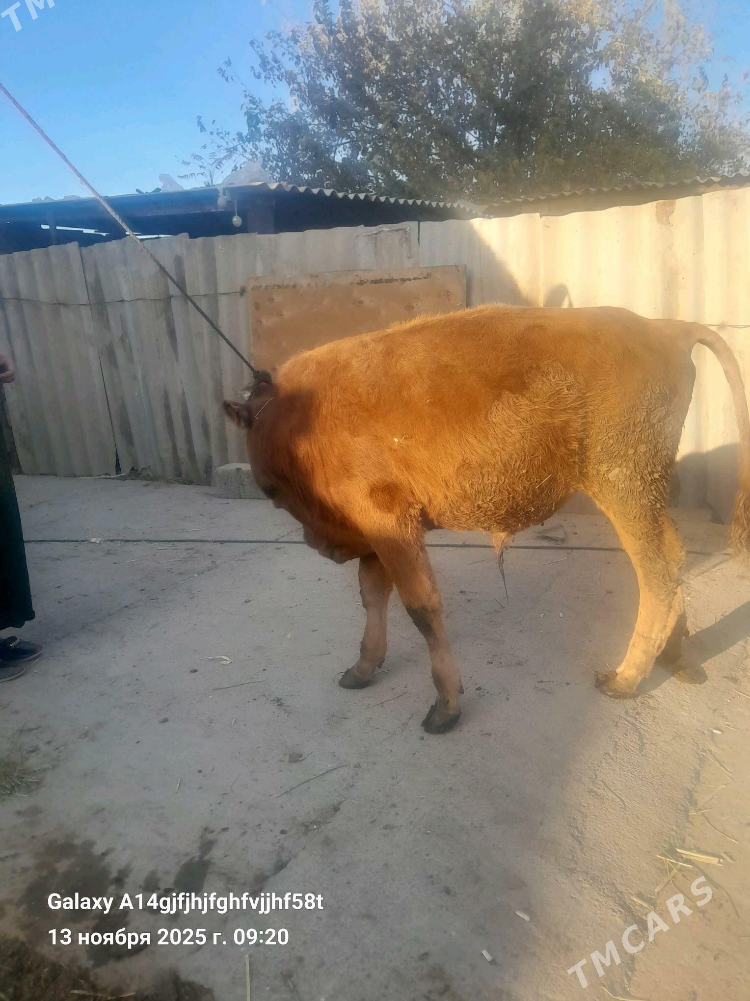 okuz - Гёкдже - img 3