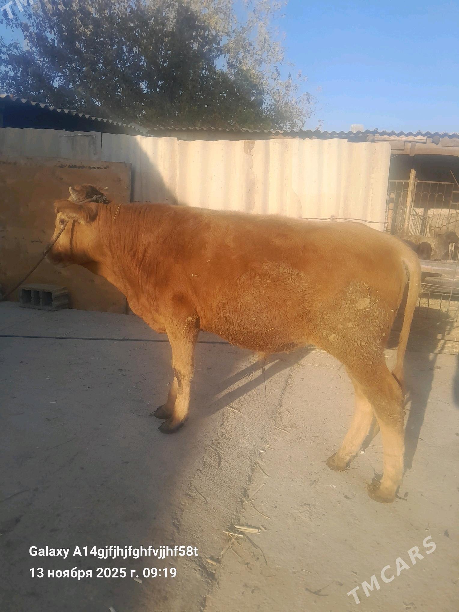 okuz - Гёкдже - img 2