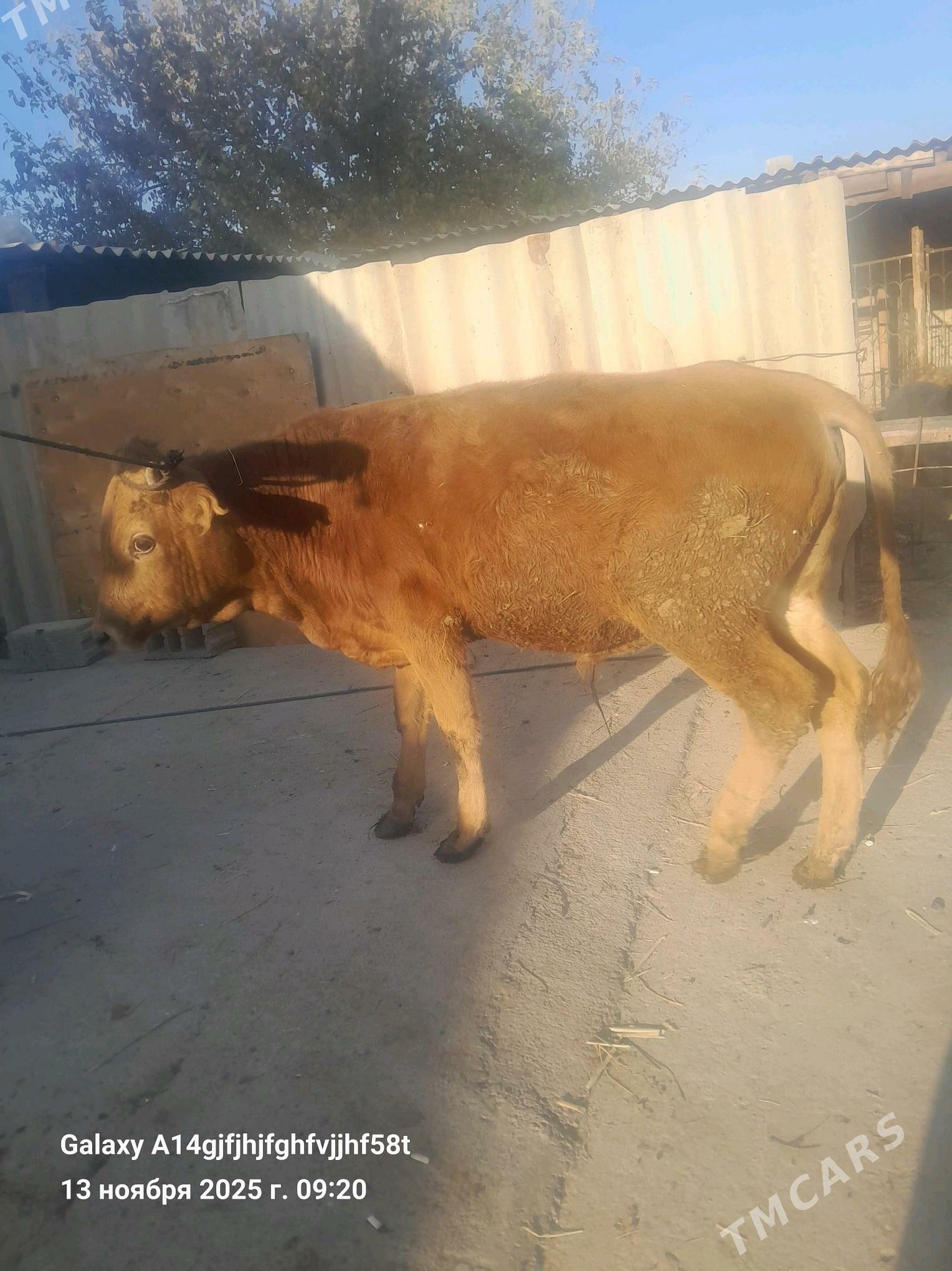 okuz - Гёкдже - img 1