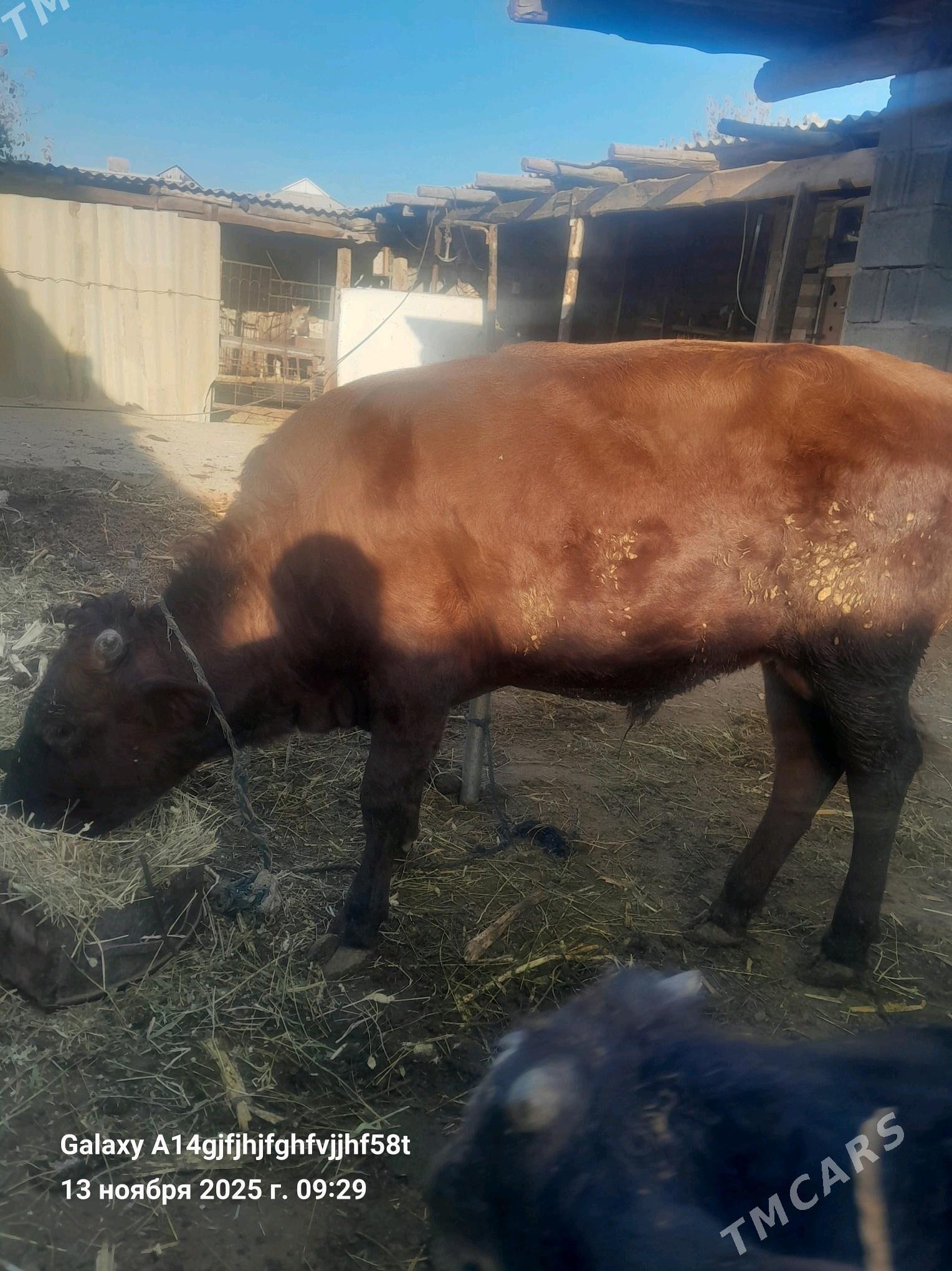 okuz - Гёкдже - img 4