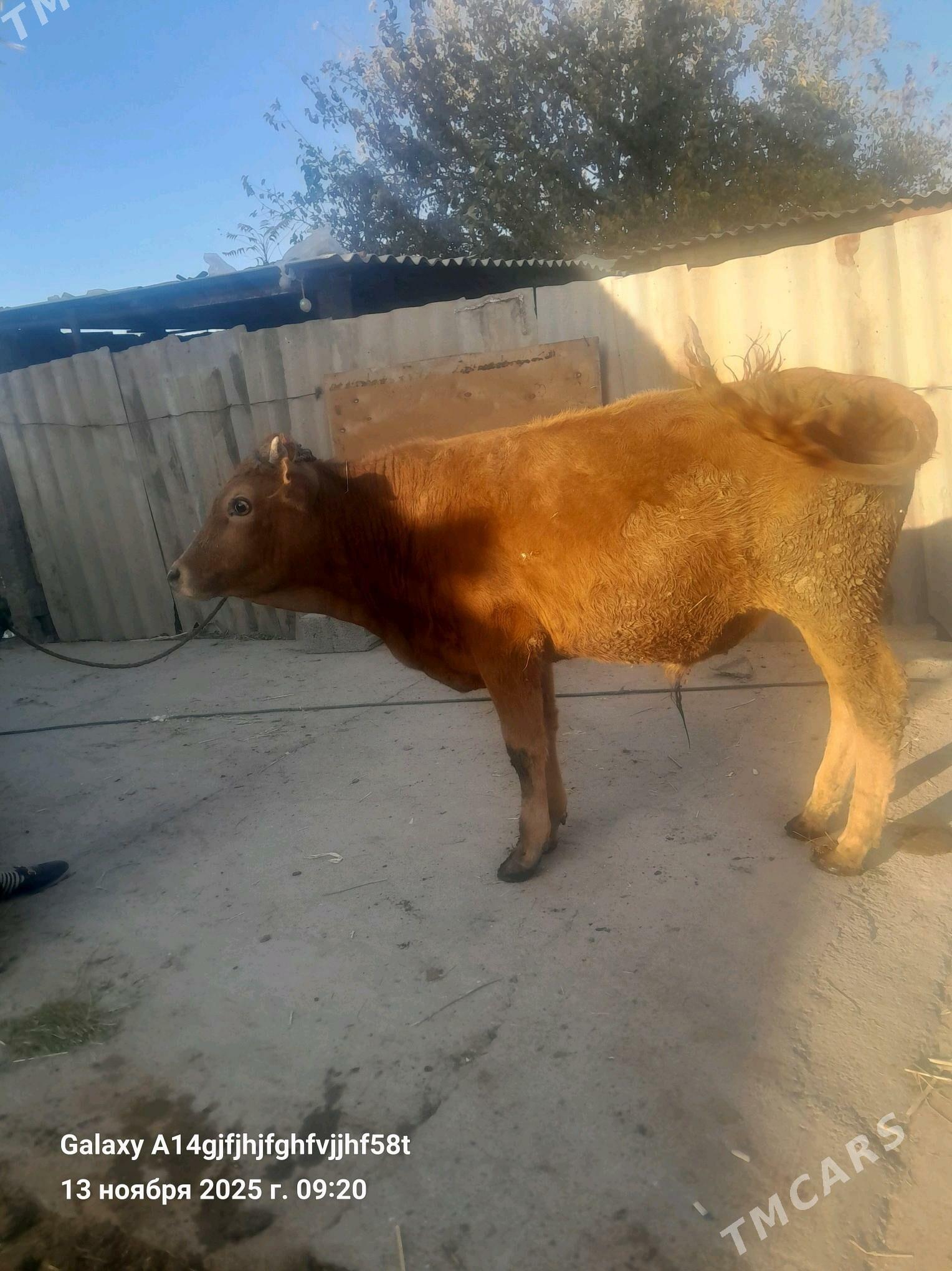 okuz - Гёкдже - img 6