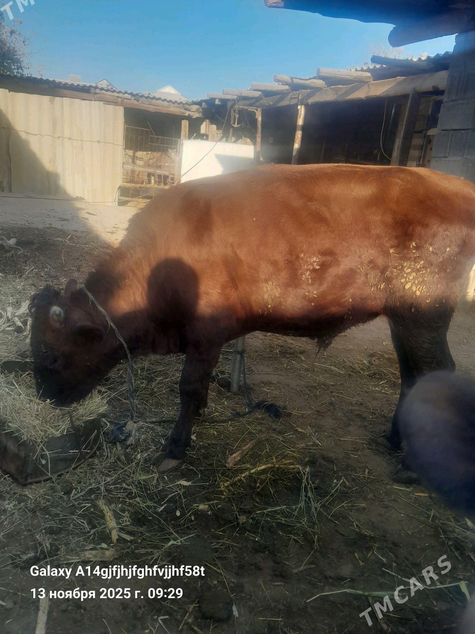 okuz - Гёкдже - img 5