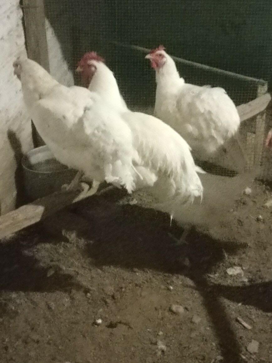 gigant towuk ýumurtga - Мары - img 10