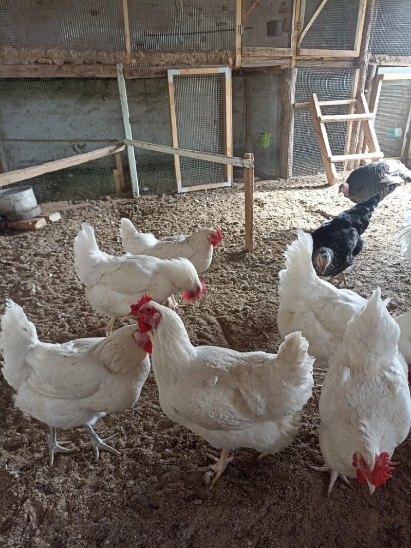 gigant towuk ýumurtga - Мары - img 9