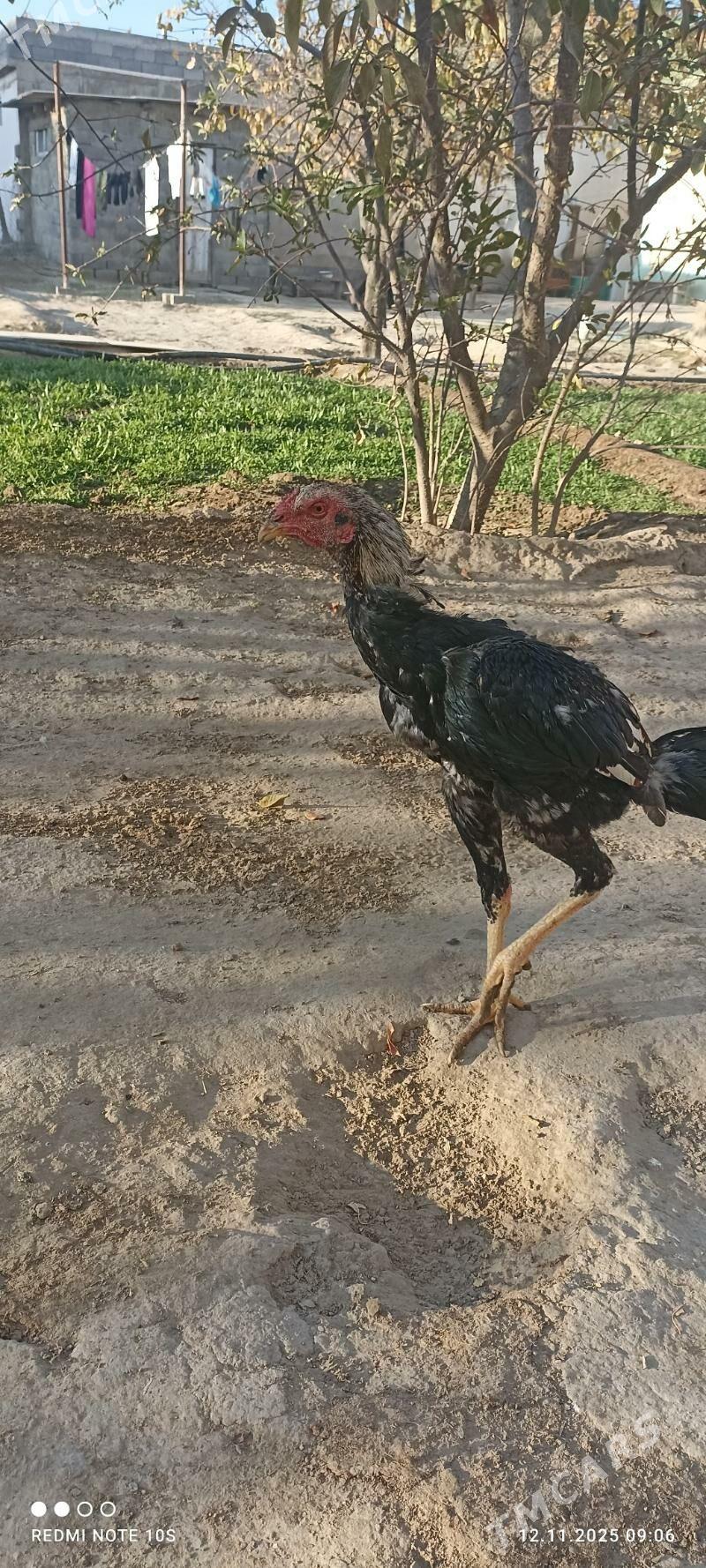 tasgent - Ашхабад - img 2