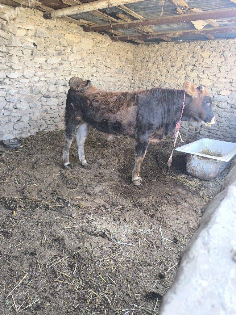 okiz - Берекет - img 2