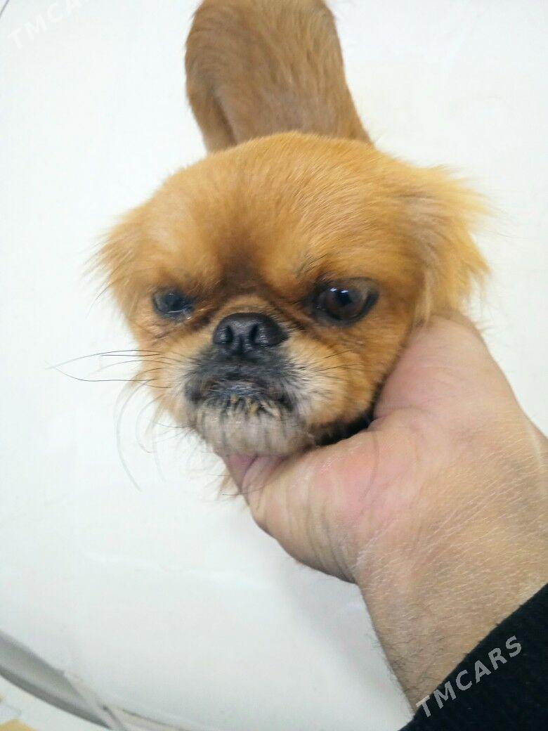 пекинес - Türkmenabat - img 2