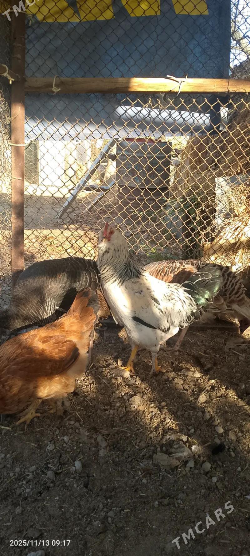 Towuk - Сакарчага - img 1