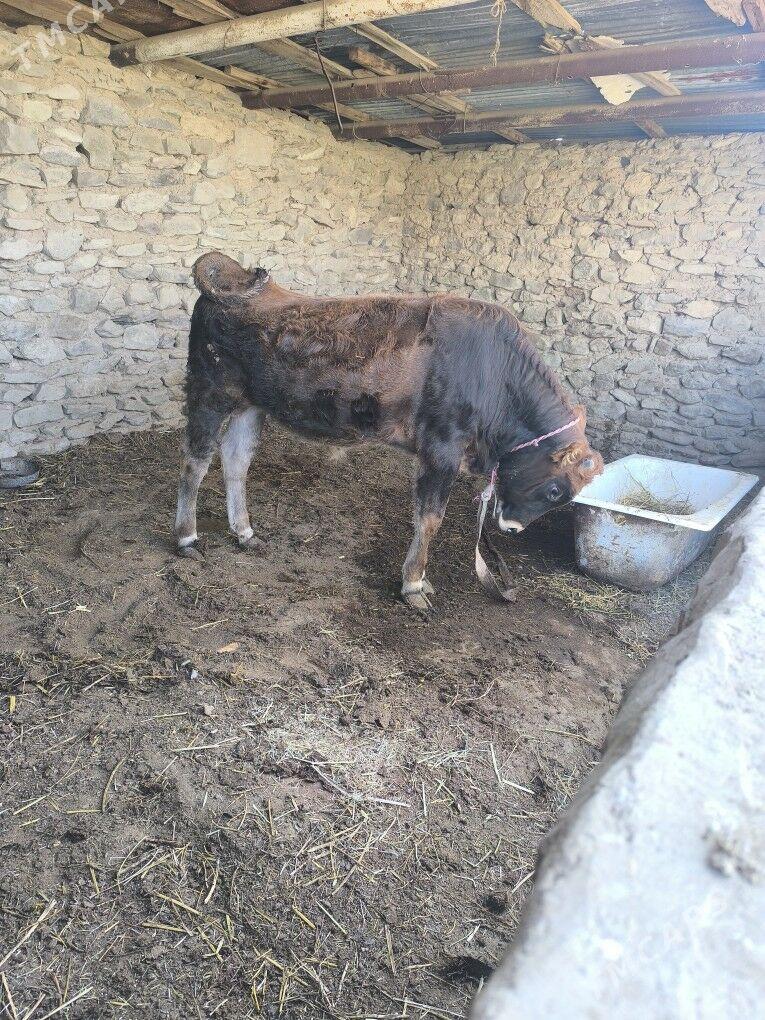 okiz - Берекет - img 1