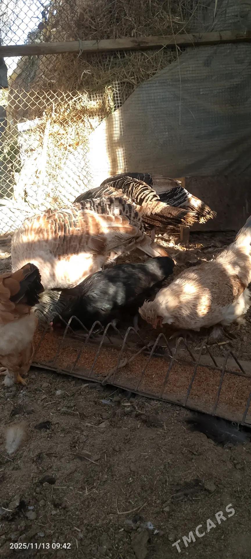 Towuk - Сакарчага - img 3