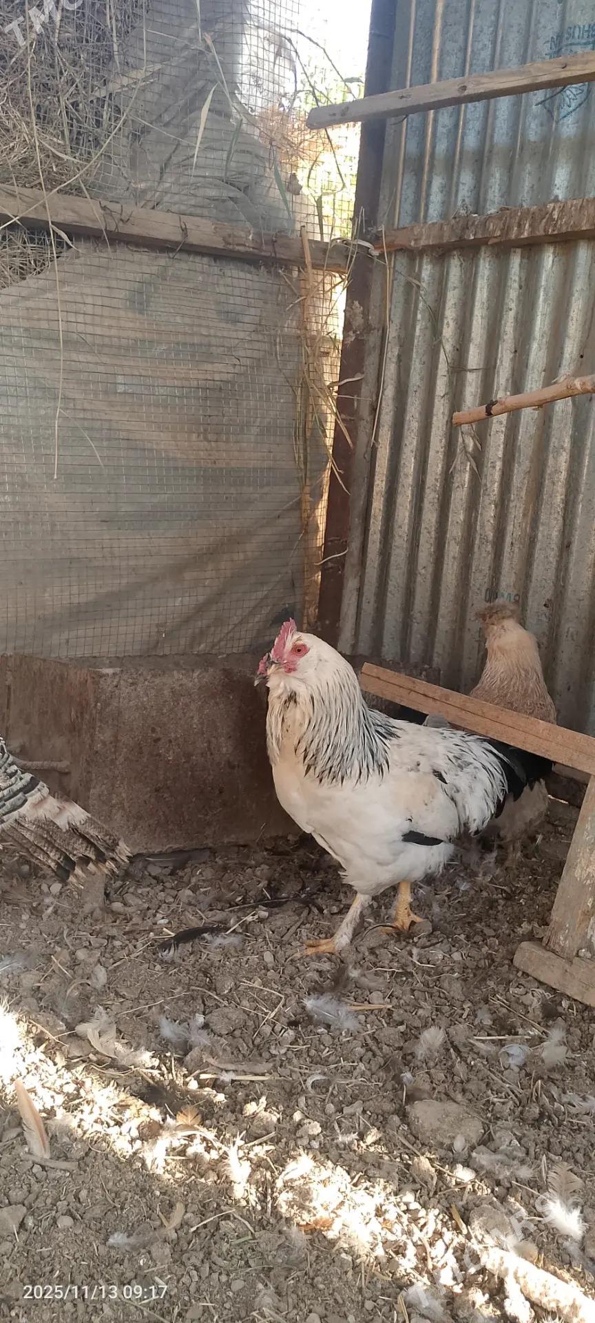 Towuk - Сакарчага - img 2