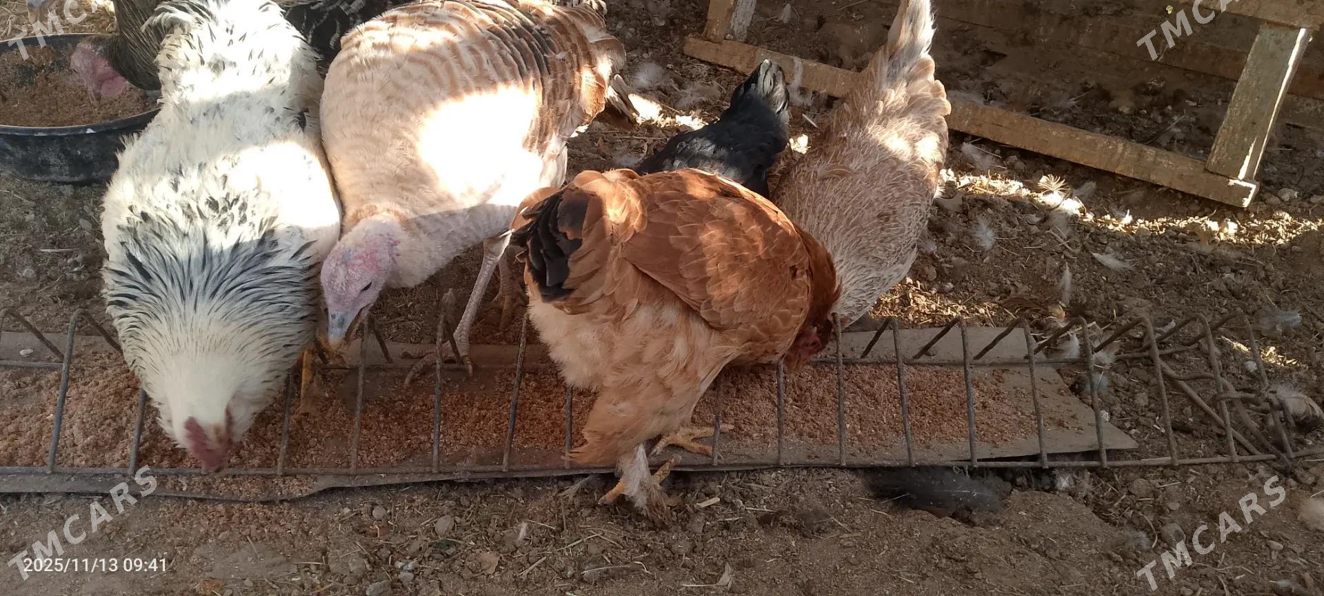 Towuk - Сакарчага - img 4