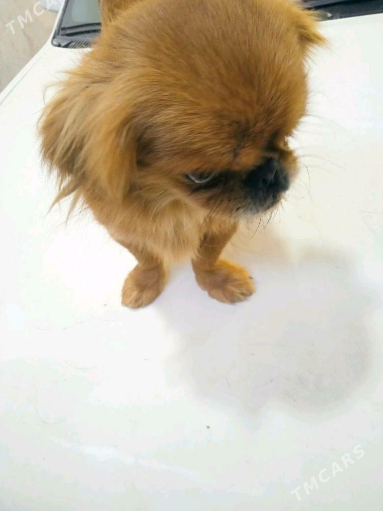 пекинес - Türkmenabat - img 3