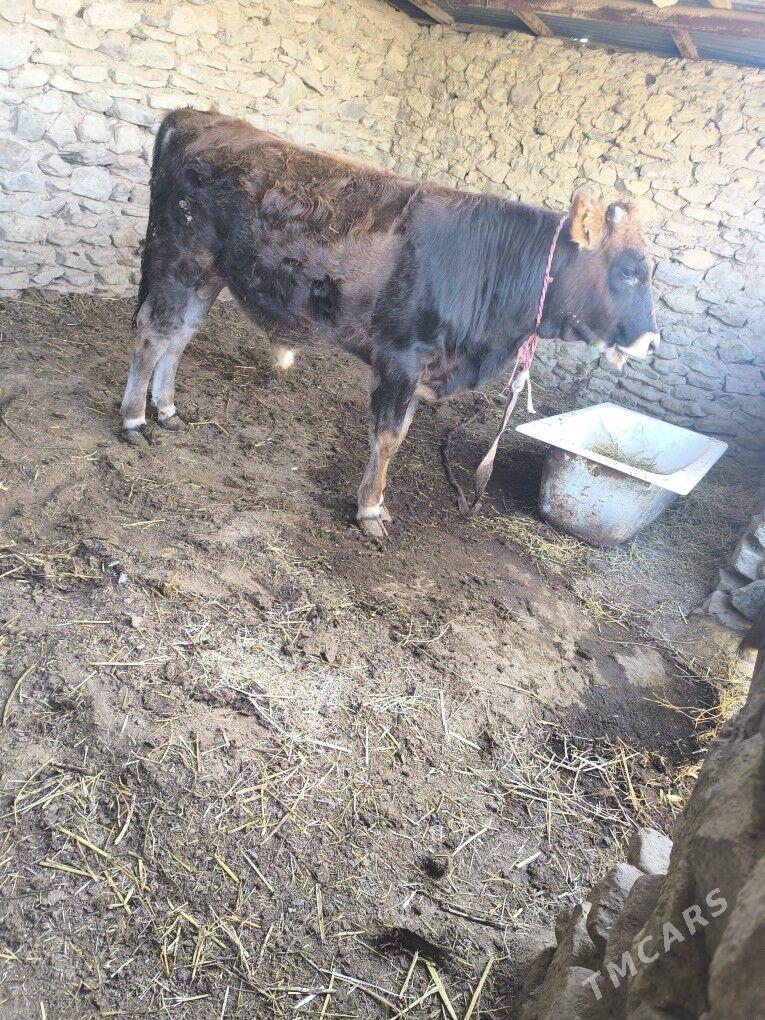 okiz - Берекет - img 4