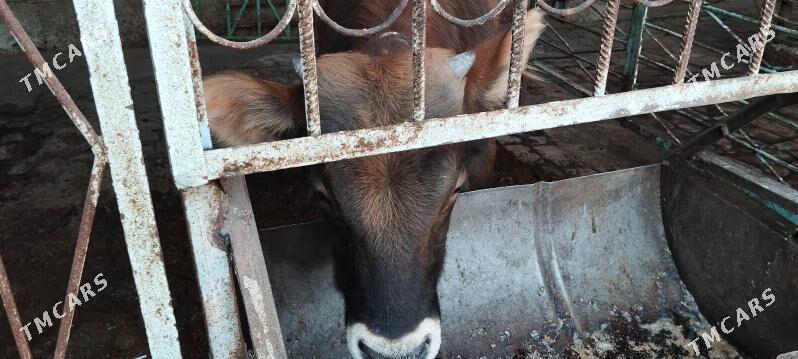 okuz - Гарадамак - img 7