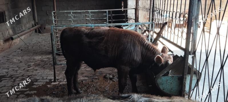 okuz - Гарадамак - img 5