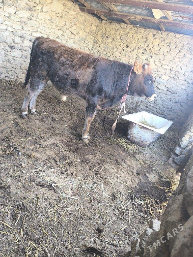 okiz - Берекет - img 3