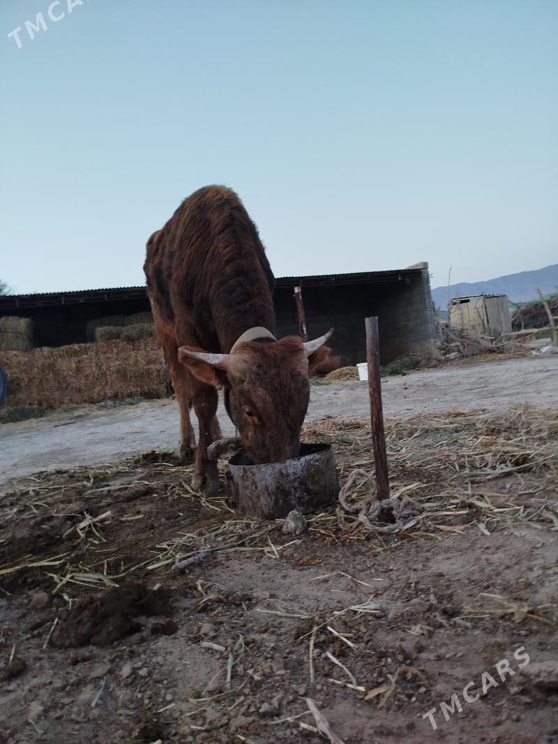 öküz - Бахарден - img 1