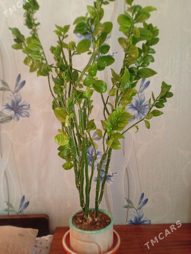 Березка большая - Мары - img 2