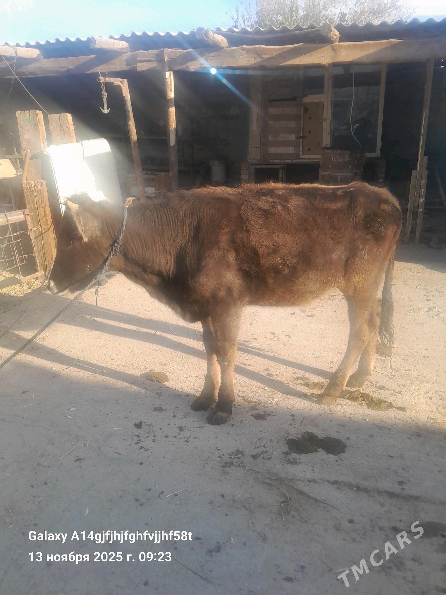 tuwe - Гёкдже - img 3