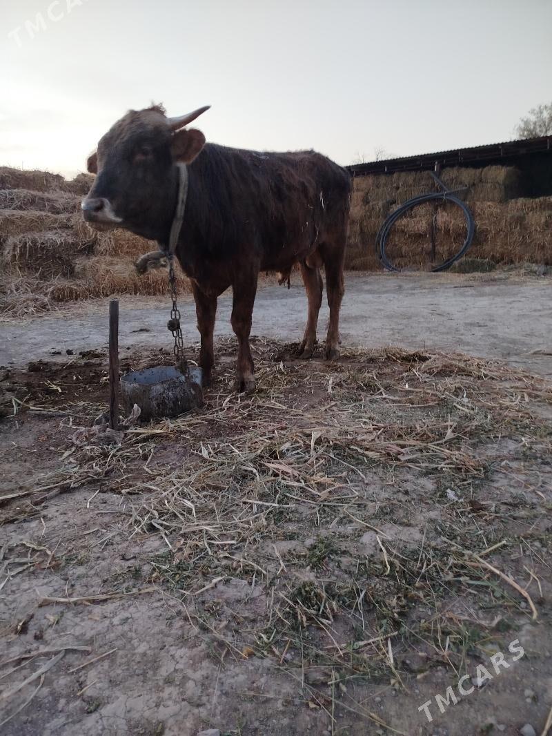 öküz - Бахарден - img 3