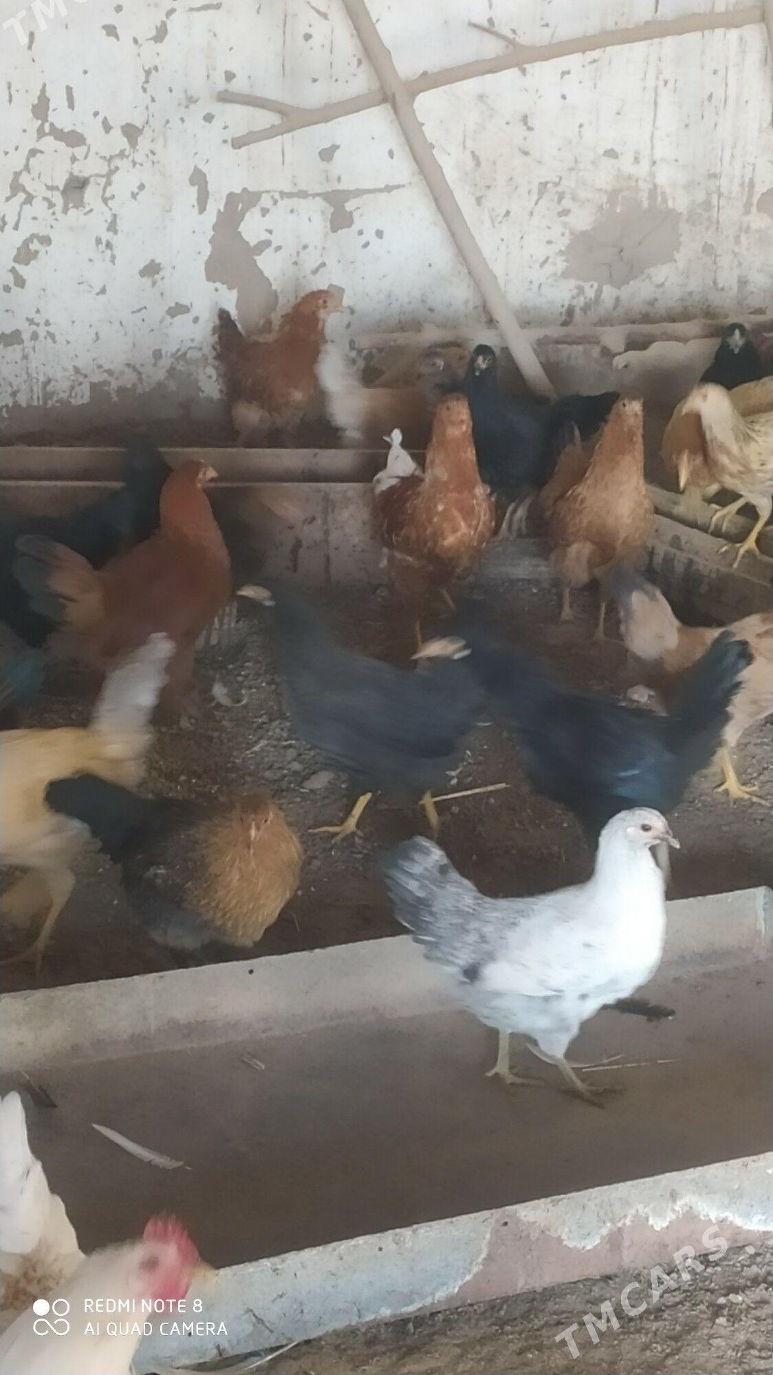 towuk Horoz juje - Murgap - img 3