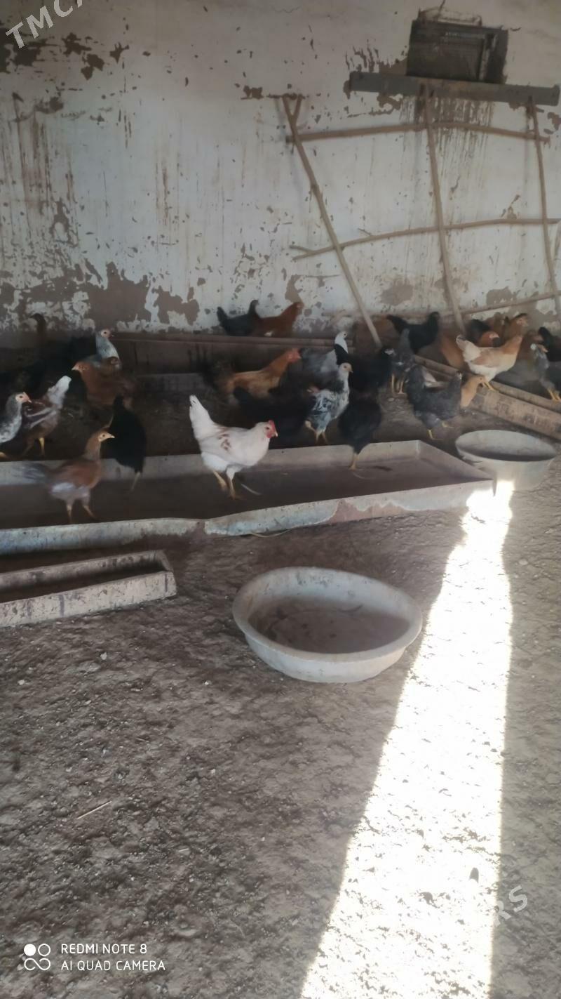 towuk Horoz juje - Murgap - img 2