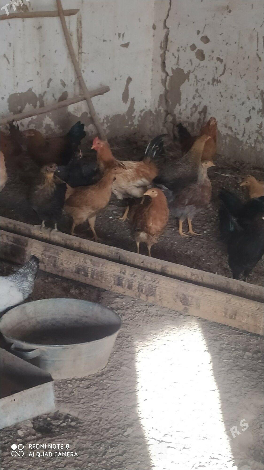 towuk Horoz juje - Murgap - img 5