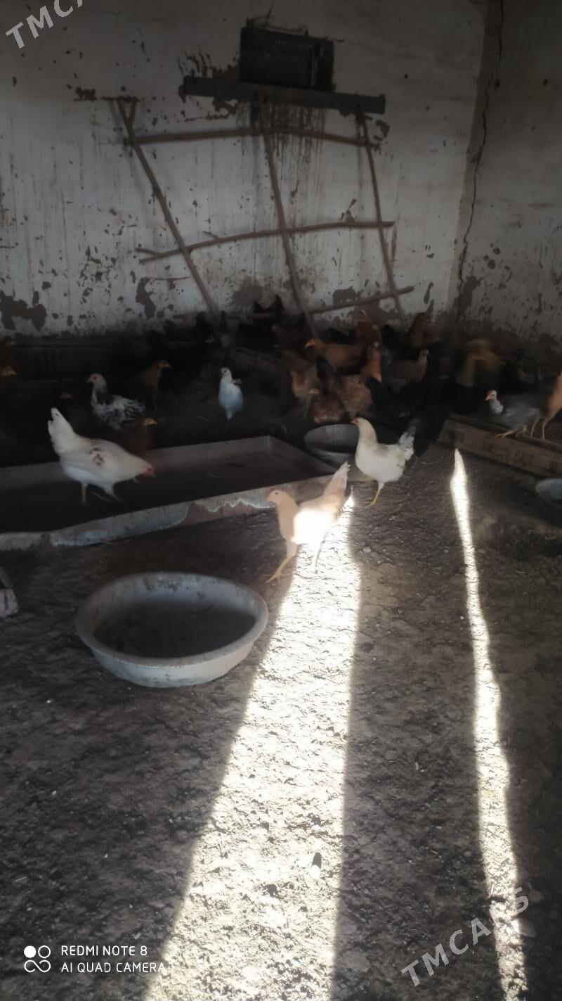 towuk Horoz juje - Murgap - img 4