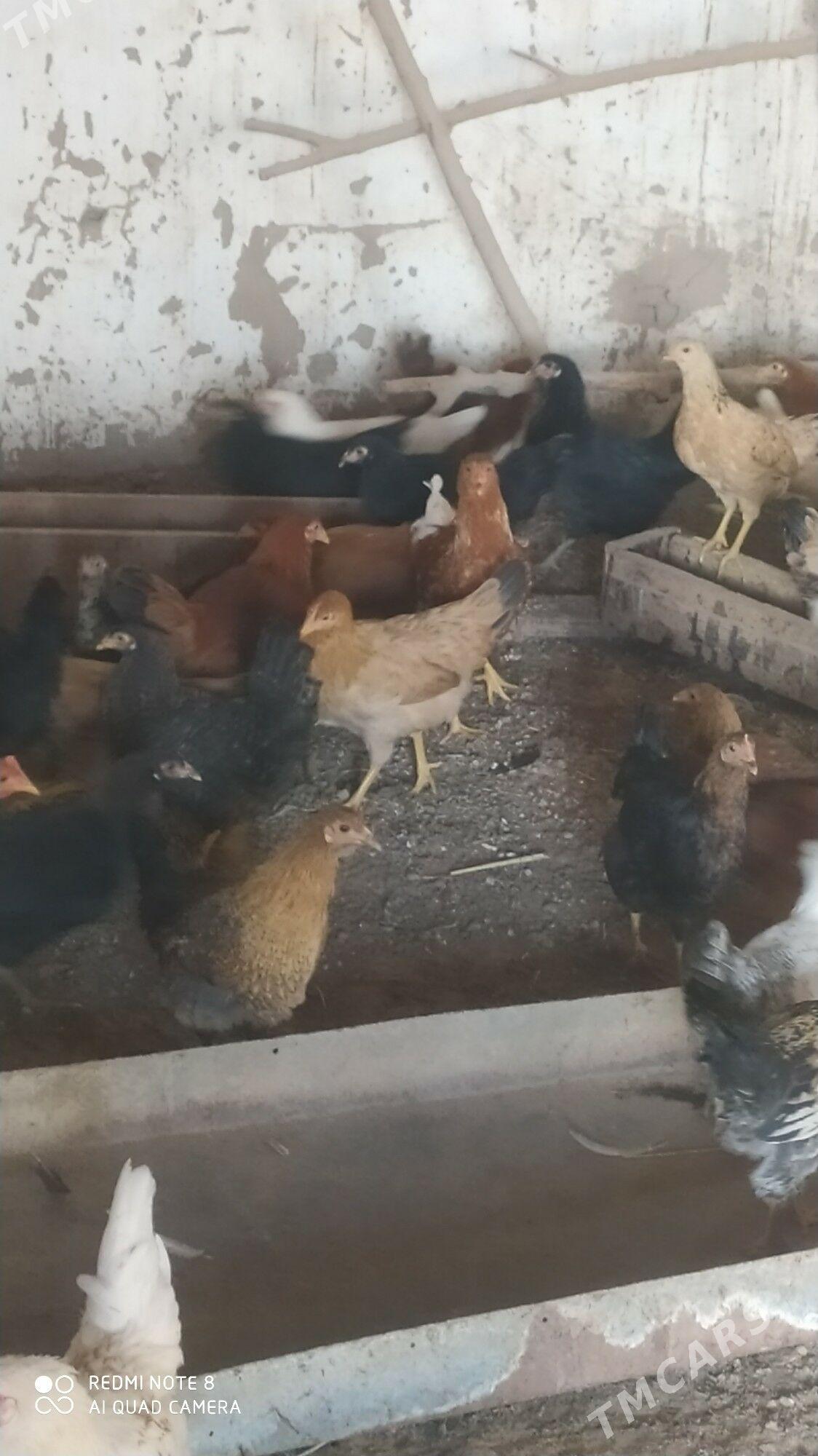 towuk Horoz juje - Murgap - img 1