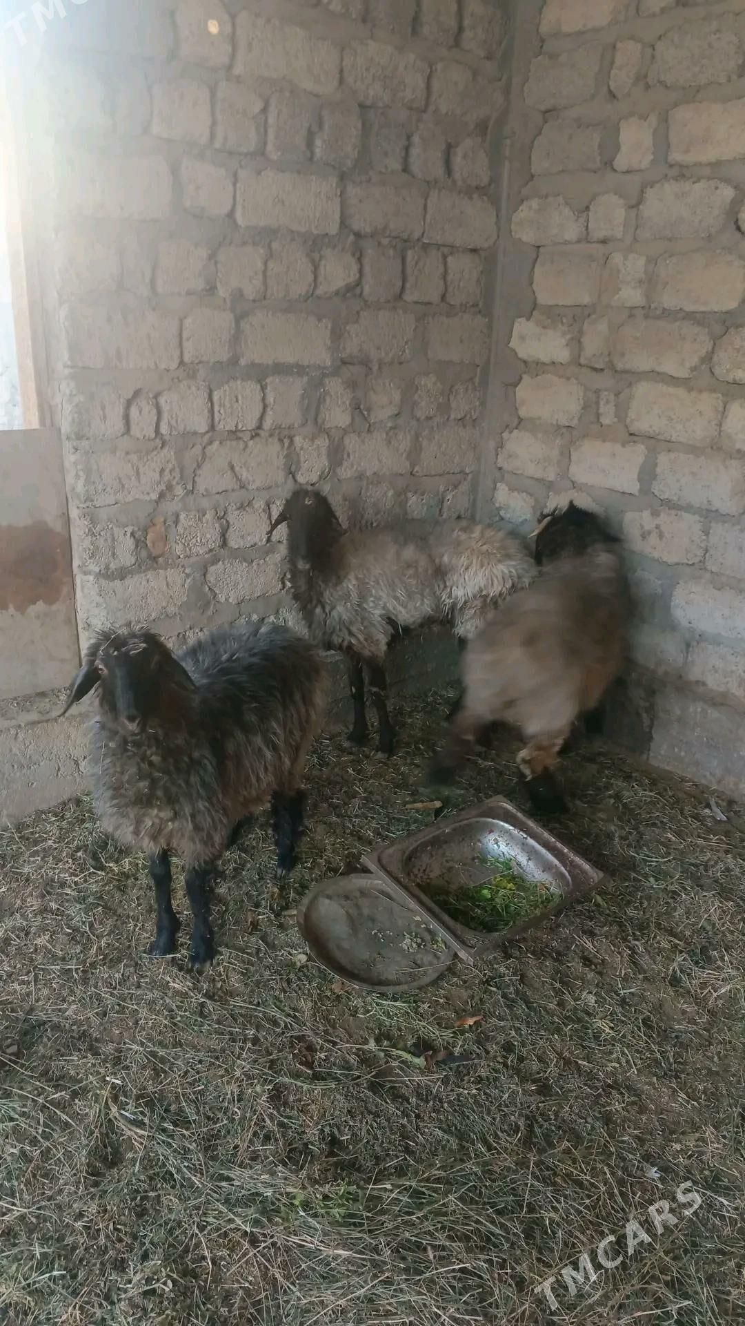 goýun tokly - Бузмеин - img 2