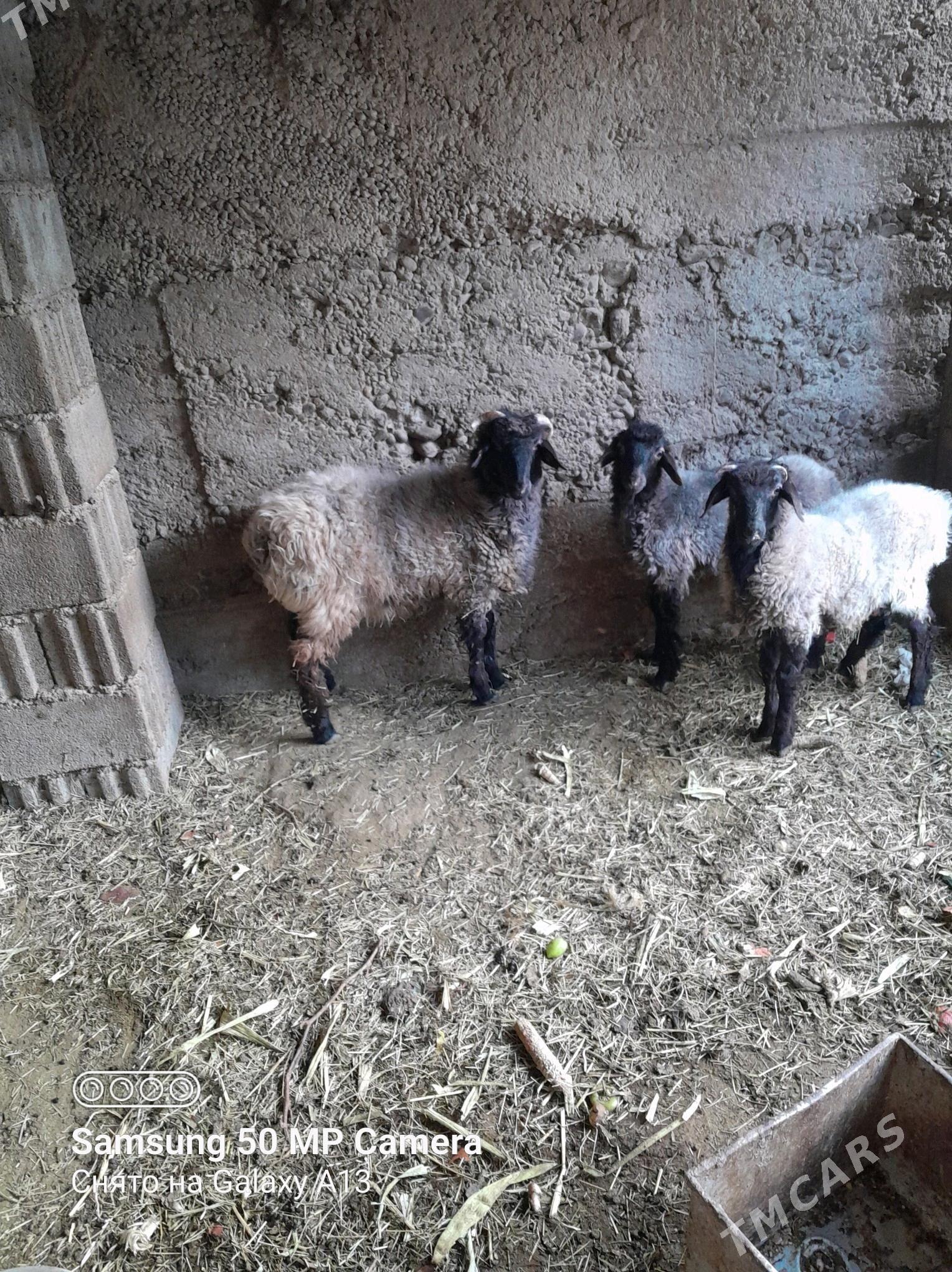 goýun tokly - Бузмеин - img 3