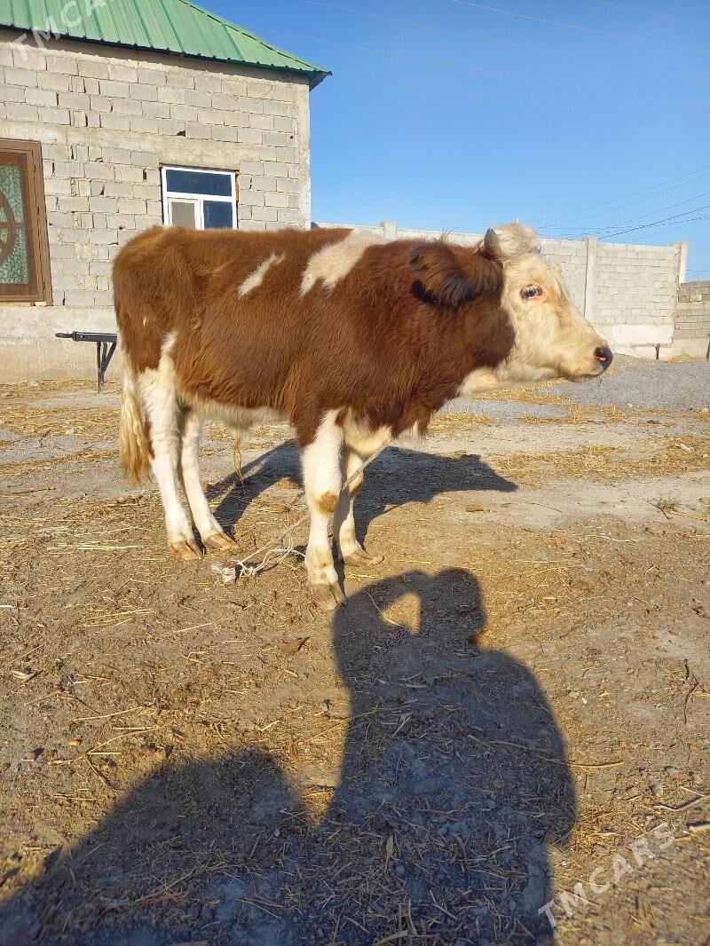 okuz - Гёкдепе - img 1