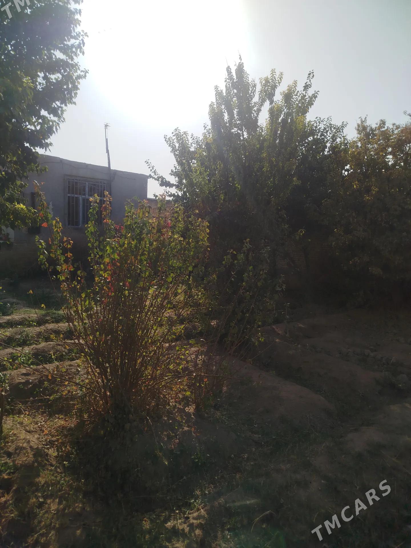 продаю дачу - Türkmenabat - img 6