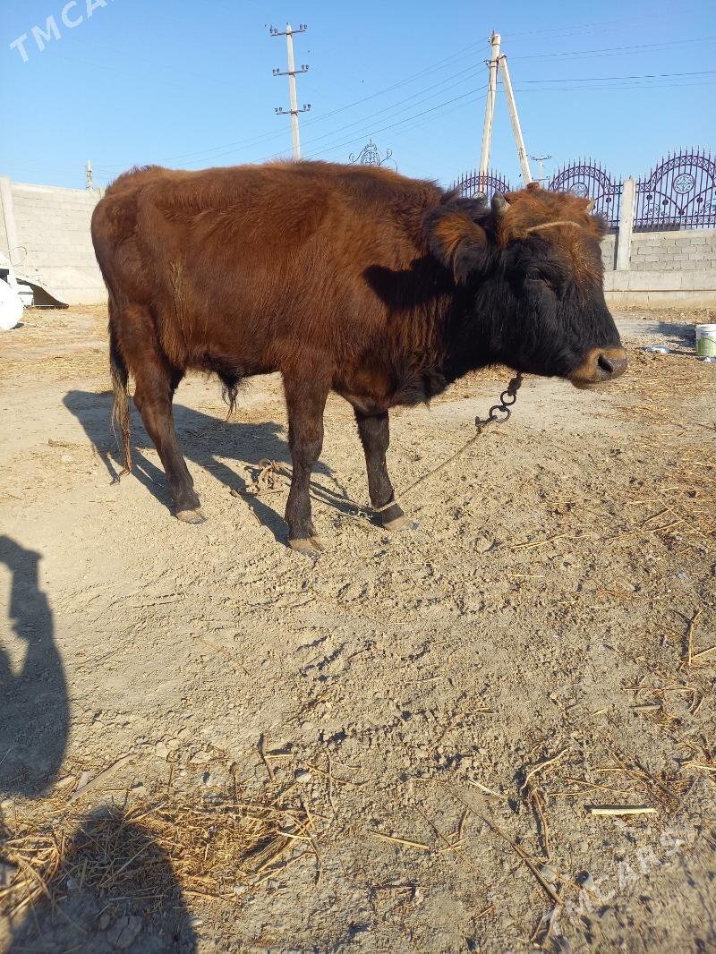 okuz - Гёкдепе - img 3