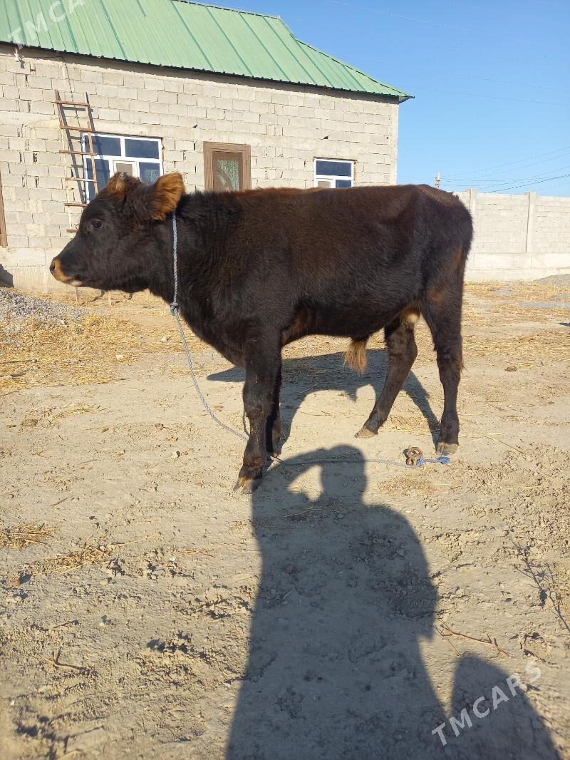 okuz - Гёкдепе - img 2