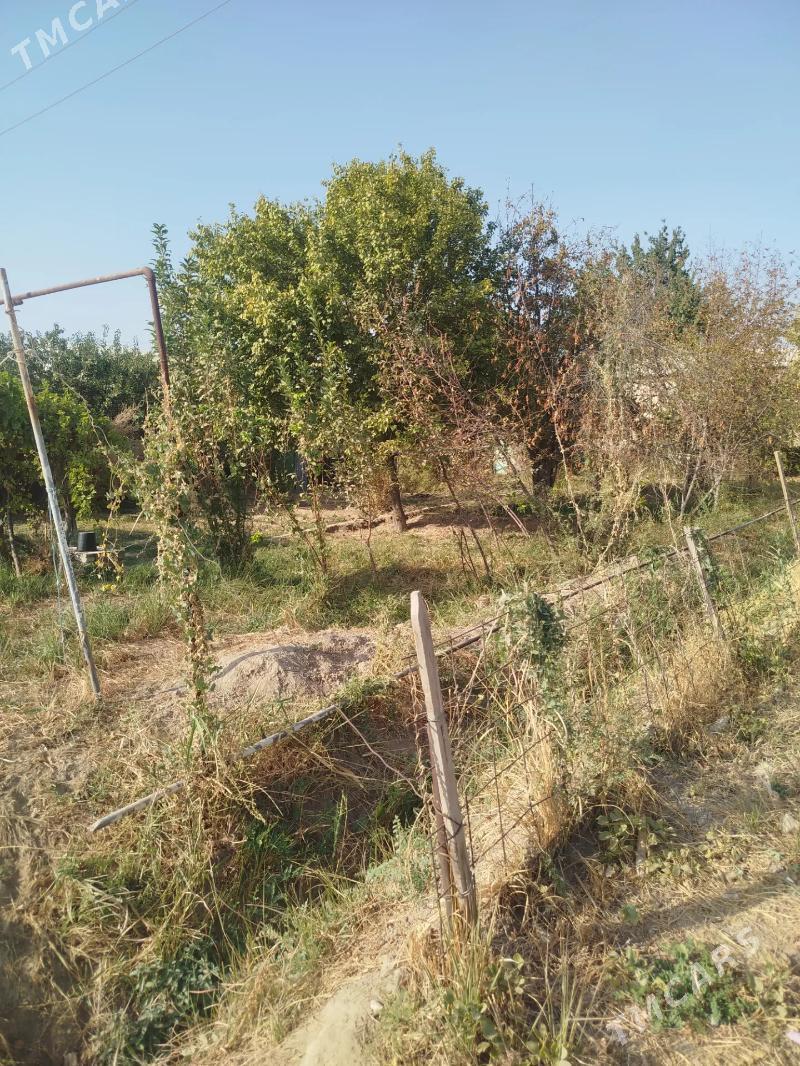 продаю дачу - Türkmenabat - img 7