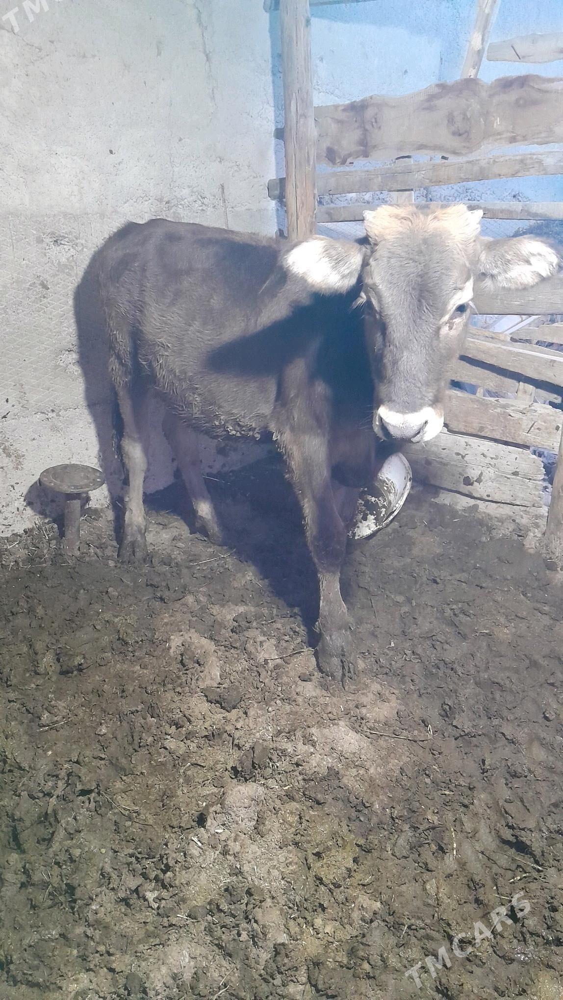 tuwe - Gökdepe - img 2