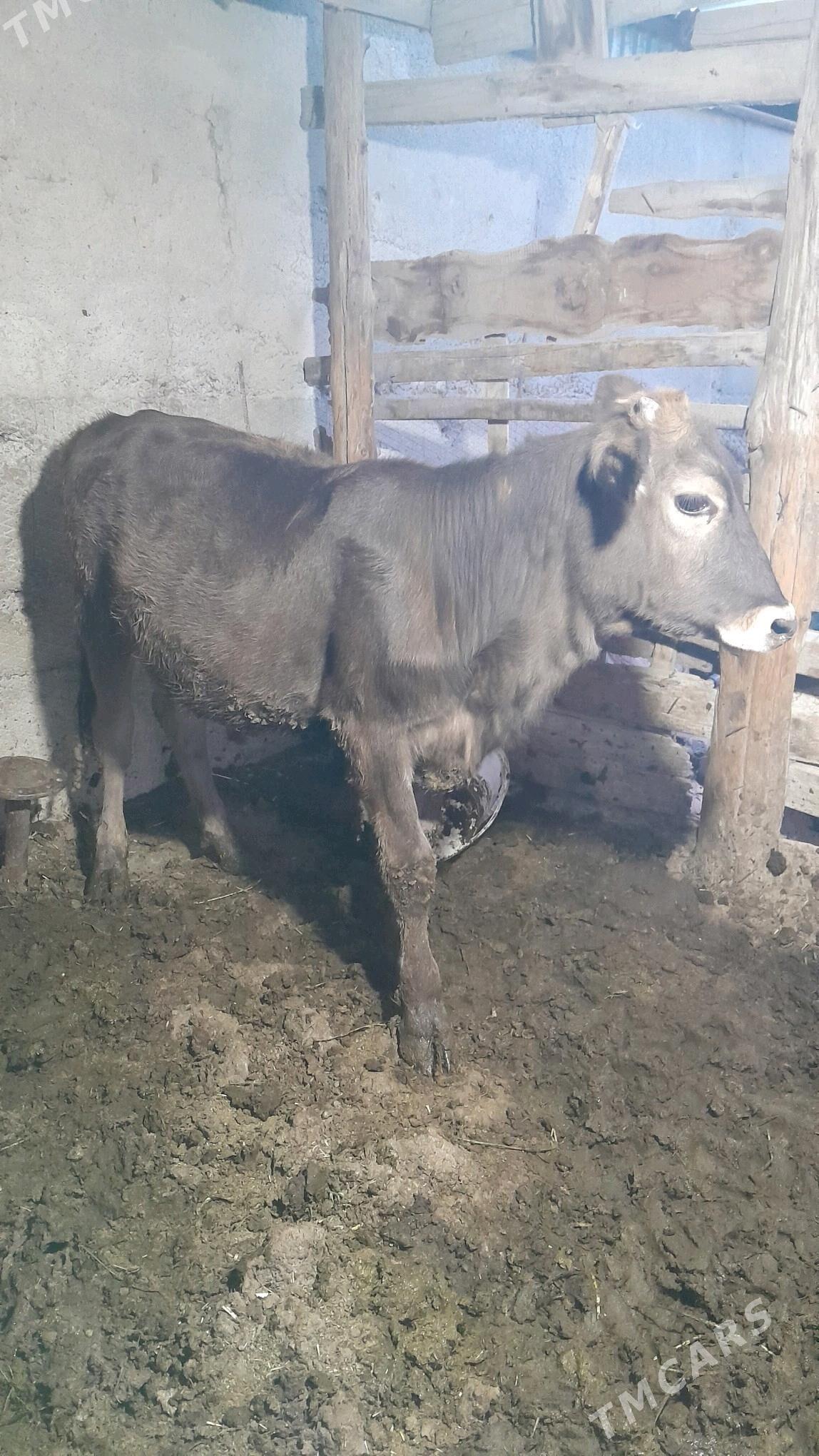 tuwe - Gökdepe - img 3