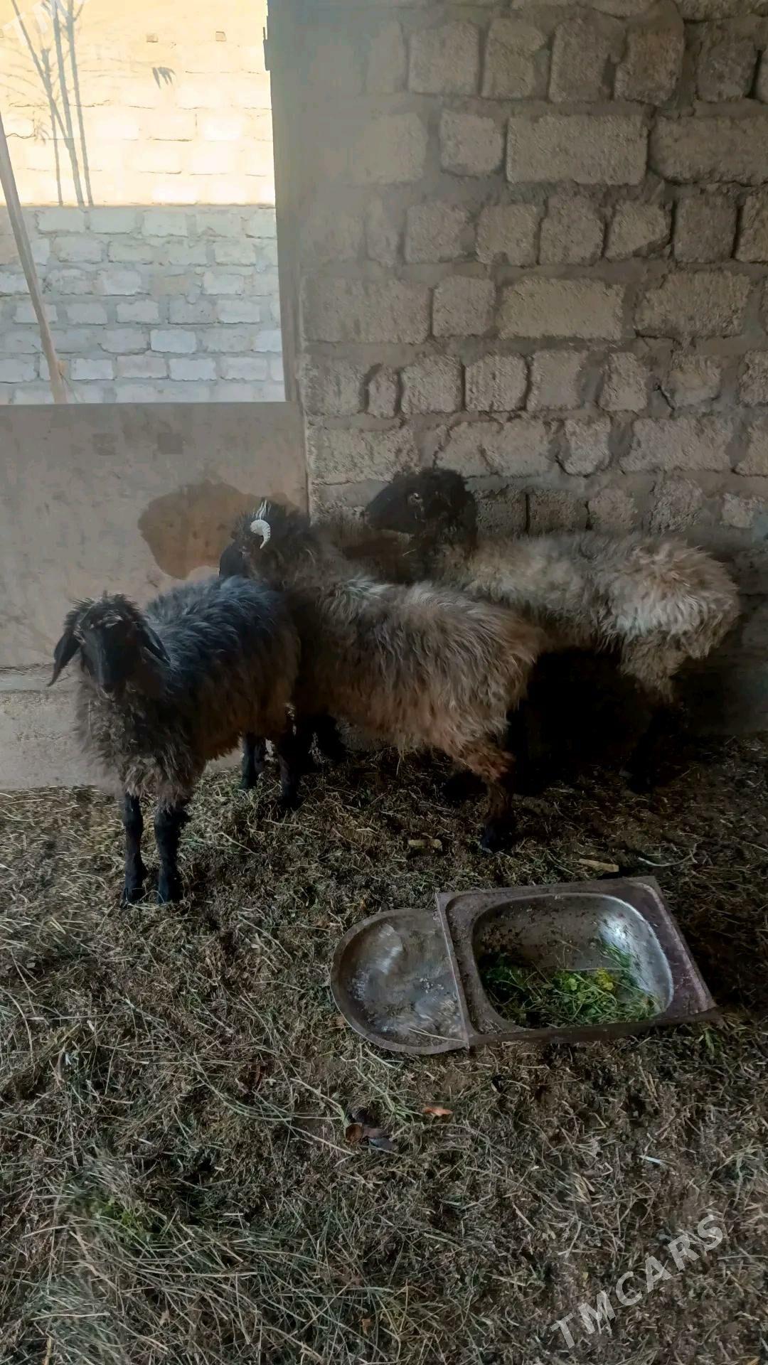 goýun tokly - Бузмеин - img 4